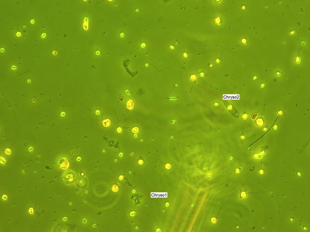 1nm40x chryso 29