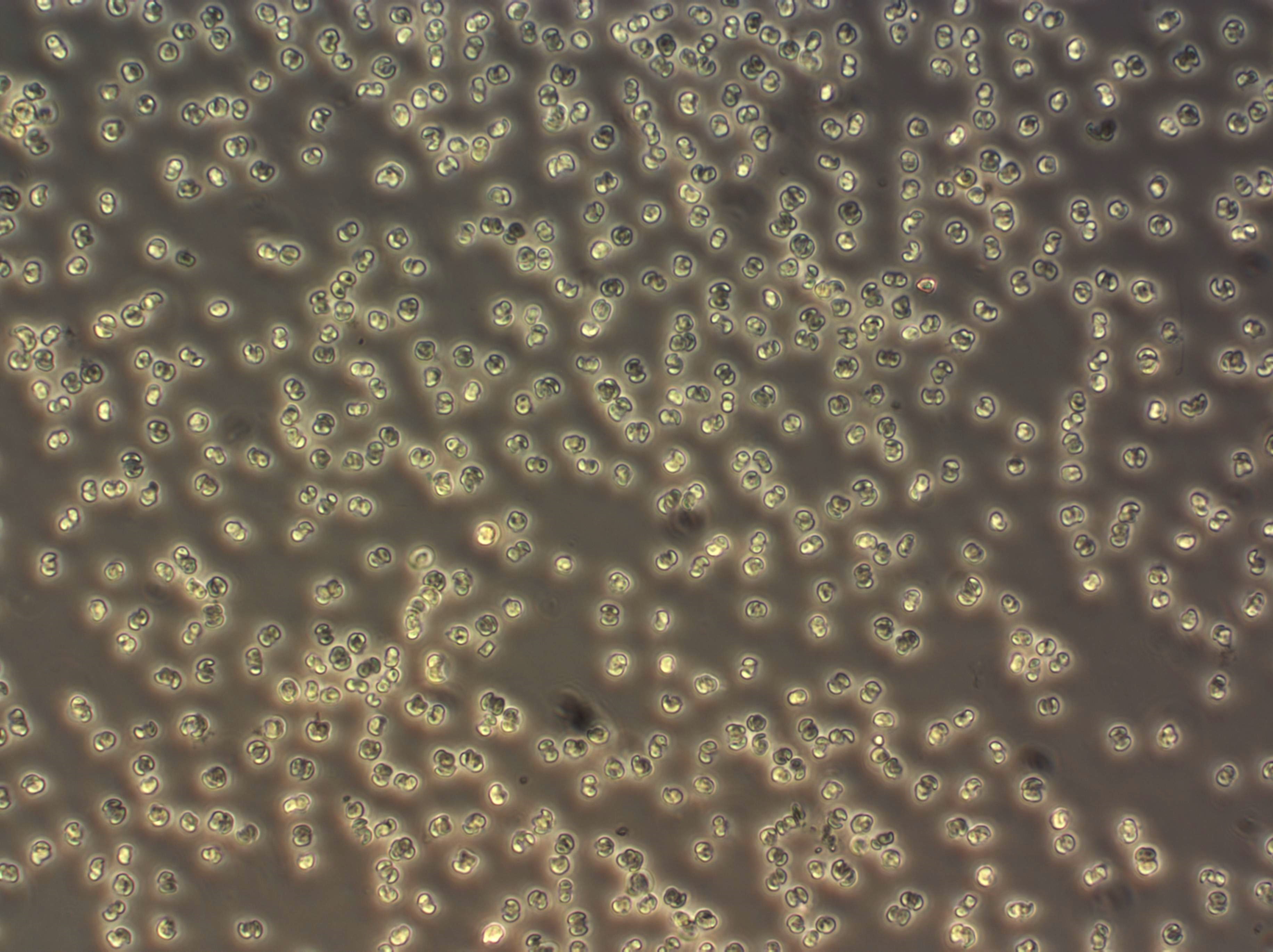 Phaeocystis celler
